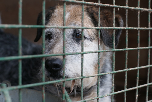 consommation de viande de chien
