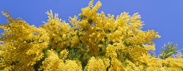 Quel temps pour la fête du mimosa de la Côte d'Azur ?