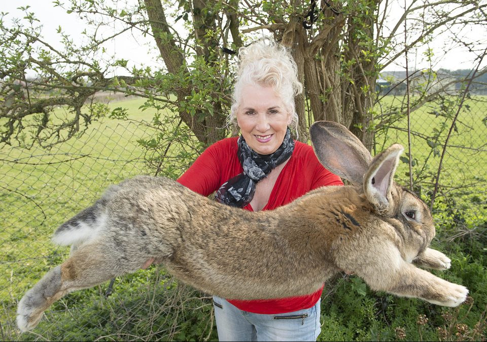 lapin géant