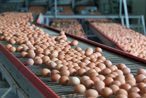 oeufs dans une usine