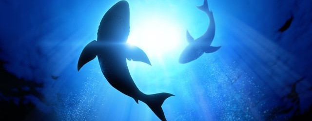 Nagez au milieu des requins !