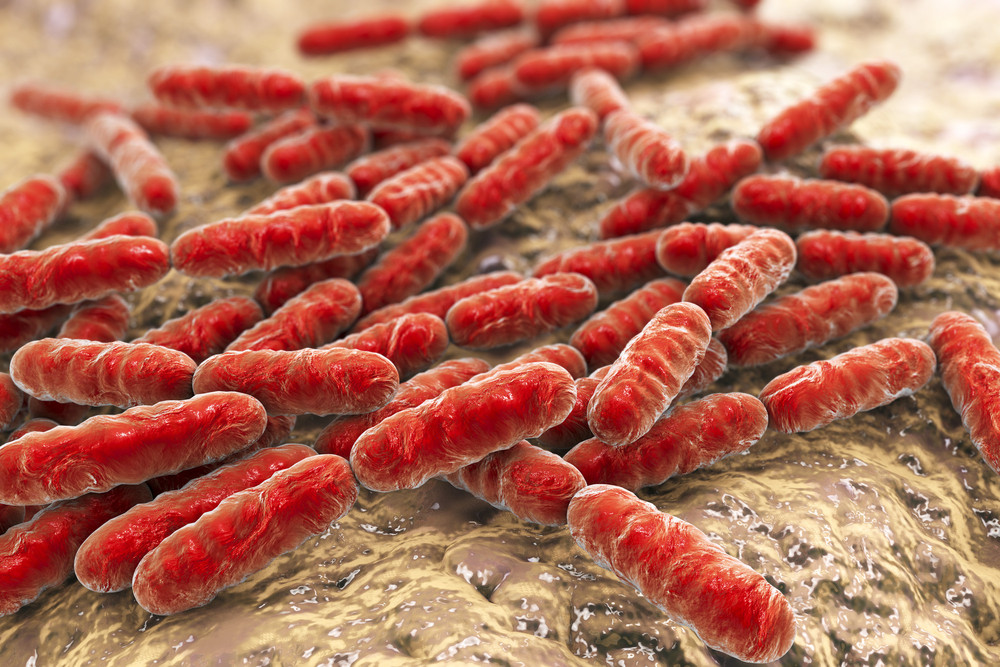 flore intestinale