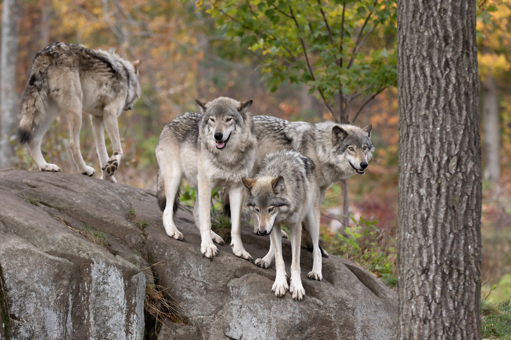 canus lupus