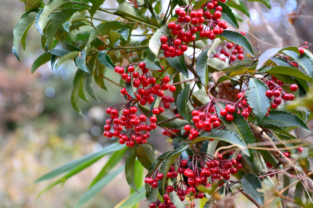 Ardisia crenata
