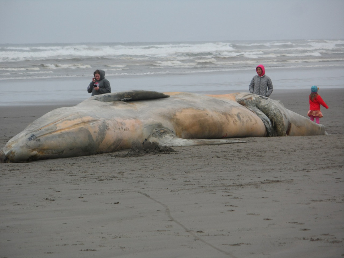 baleine échouée