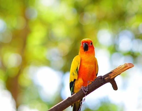 Une installation qui permet de prendre les oiseaux en photo de très près (c) Shutterstock