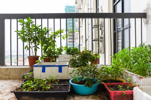 potager balcon