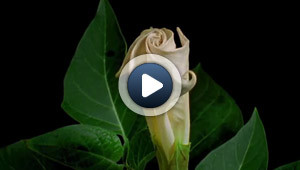 Life of flowers
