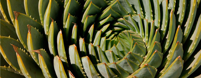 L'incroyable aloe polyphylla !
