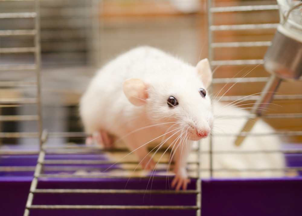 Souris de laboratoire