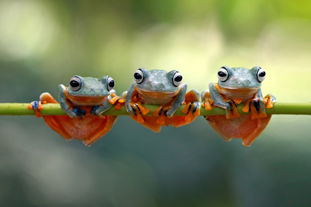 Les grenouilles ont trouvé refuge dans une mare et gênent des habitants.