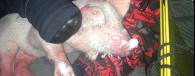 Une famille américaine sauve un cochon pris au piège par Snowzilla