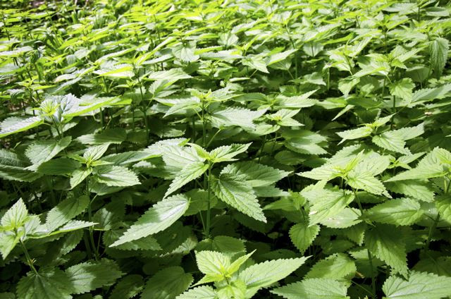 L'Ortie, une plante qui nous veut du bien