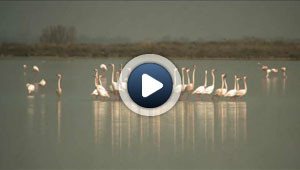 Le parc naturel régional de Camargue