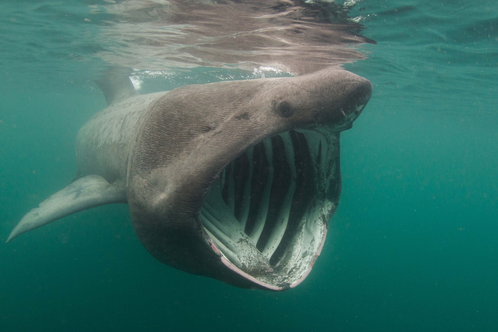 requin