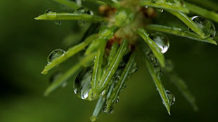 Focus sur la vie sauvage