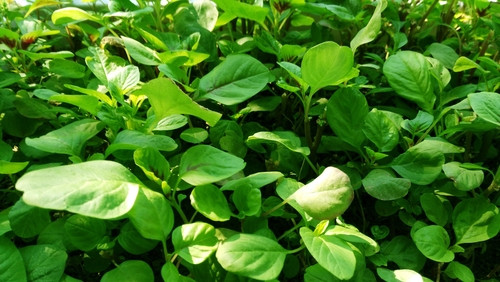 roquette salade