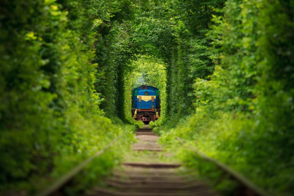 train forêt verdure