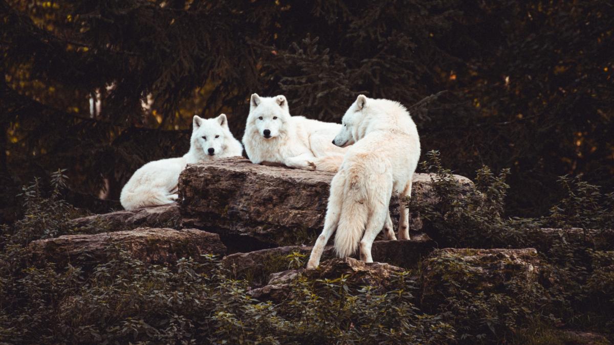 meute de loups blancs