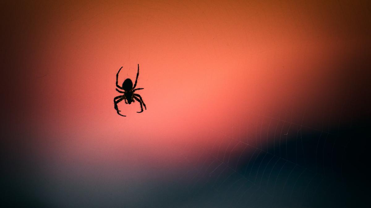 araignée coucher de soleil