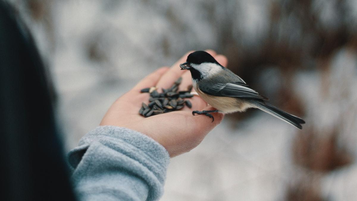 Et si vous ouvriez un restaurant pour oiseaux dans votre jardin ?