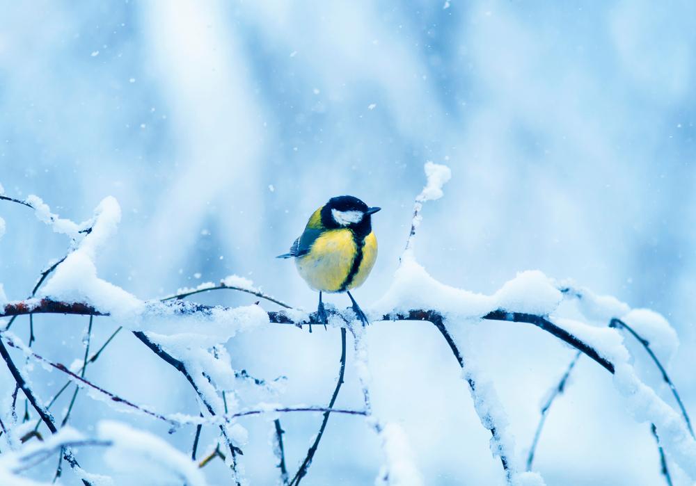 petit oiseau neige