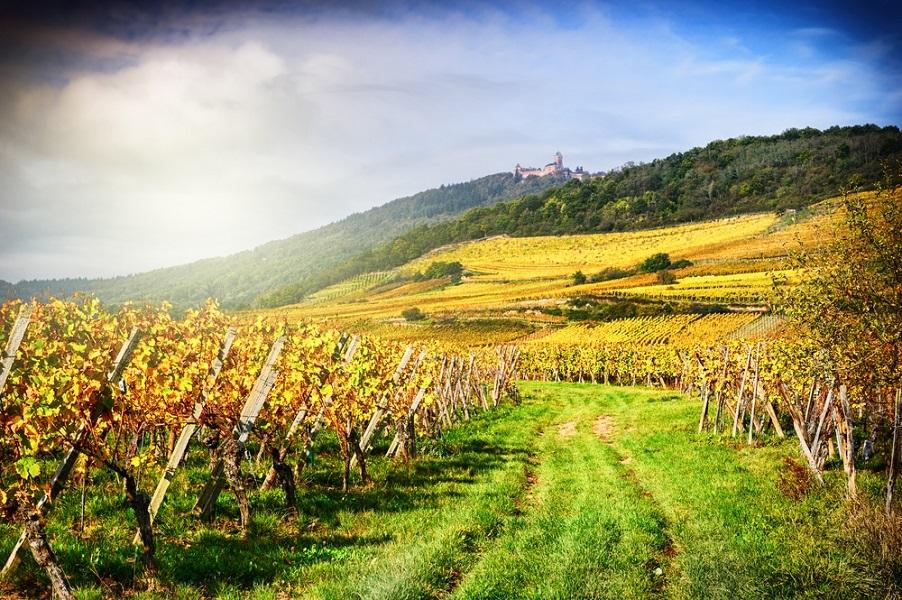Les vignes à l'honneur : 5 manières d'explorer nos vignobles en septembre