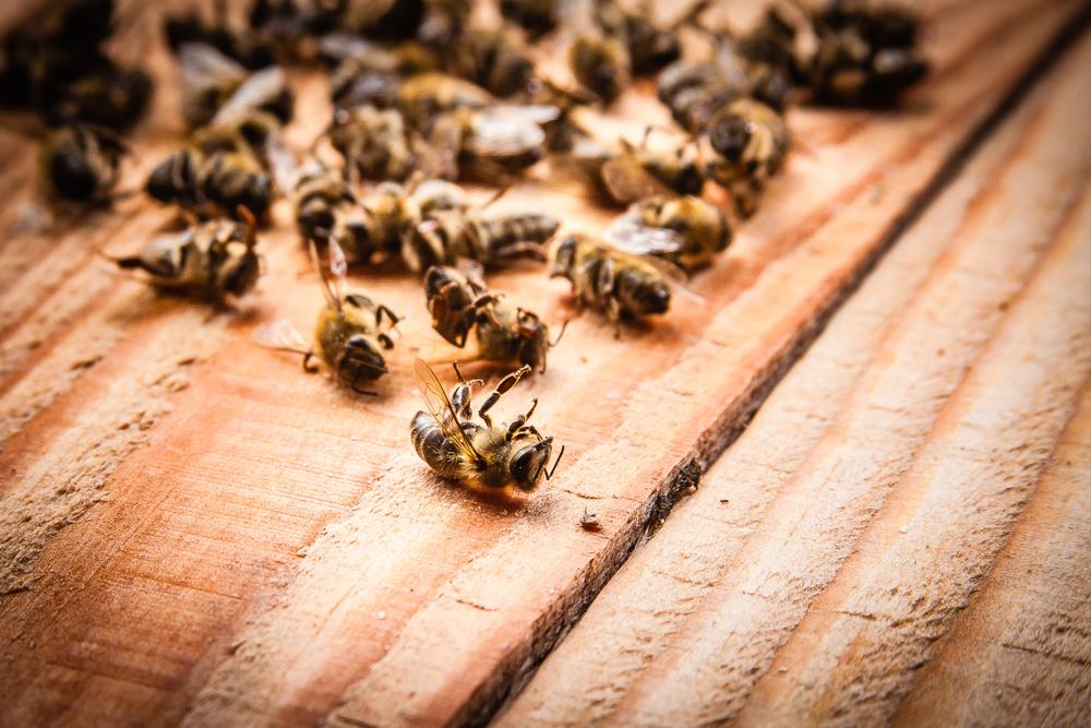 abeilles pesticide