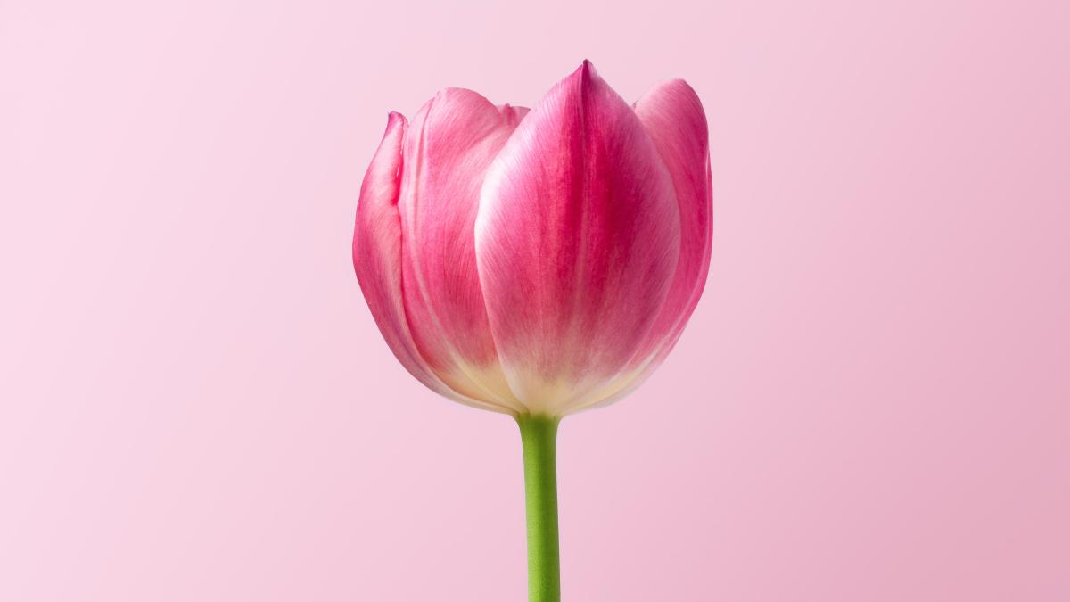 tulipe fleur