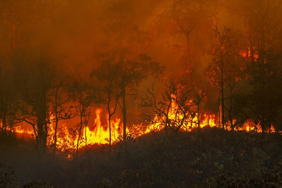 Premier incendie de taille en 2023 : les Pyrénées-Orientales durement touchés