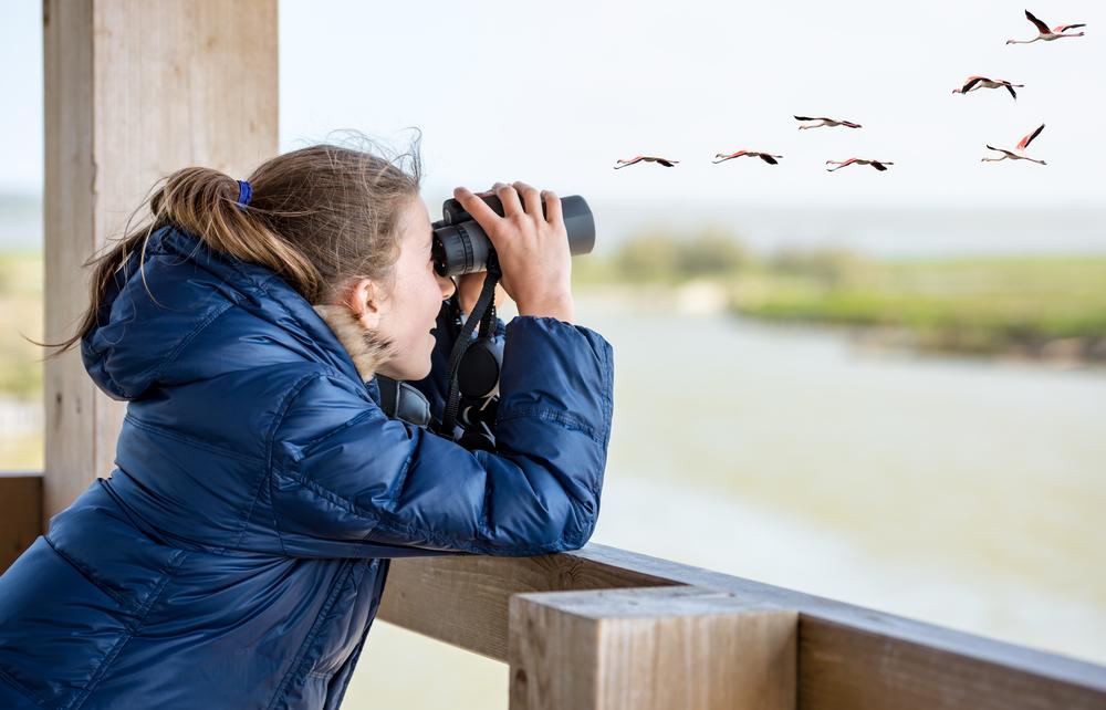 4 destinations où partir en vacances en France pour observer les oiseaux