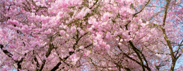 Coup de cur : Le cerisier du Japon