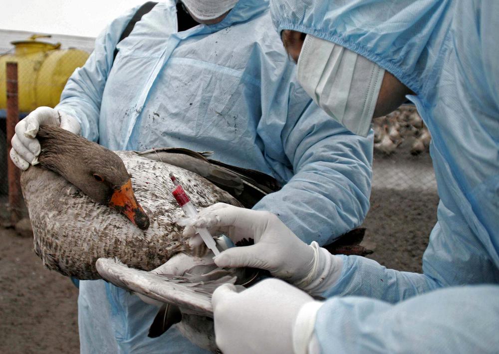 La grippe aviaire est un virus qui touche en premier lieu la volaille. 