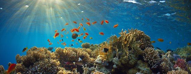 La Grande Barrière de corail transformée en déchetterie ? 