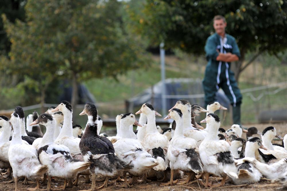 Trois élevages de canards ont été testés positifs à la grippe aviaire