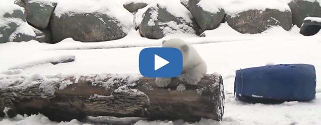 Mignon : un ourson qui découvre la neige