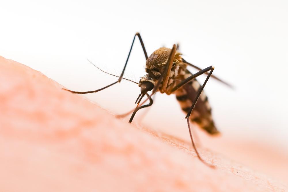 Alerte aux moustiques dans 40 départements français.