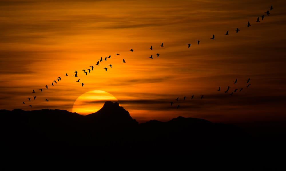 Au fur et à mesure que les températures augmentent, les migrations d'oiseaux se font plus tôt.