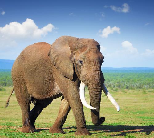 éléphant défense géante tué kenya braconniers 