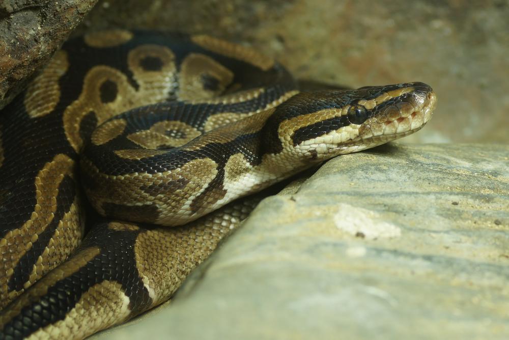 python royal à Clermont-Ferrand