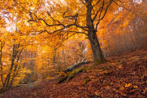L'automne 2016 fait apparaître des températures anormalement chaudes (c) Shutterstock
