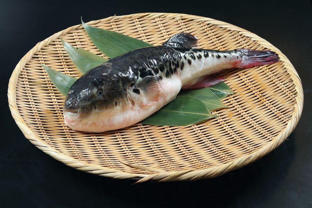 Le fugu fait l'objet d'une réglementation très stricte.