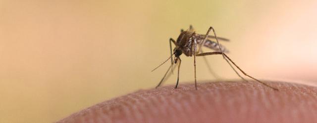 Où en sont les moustiques en ce début de juillet ?