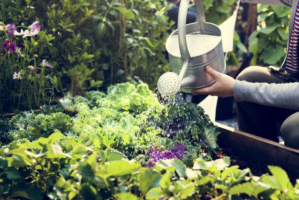 economiser-eau-jardin