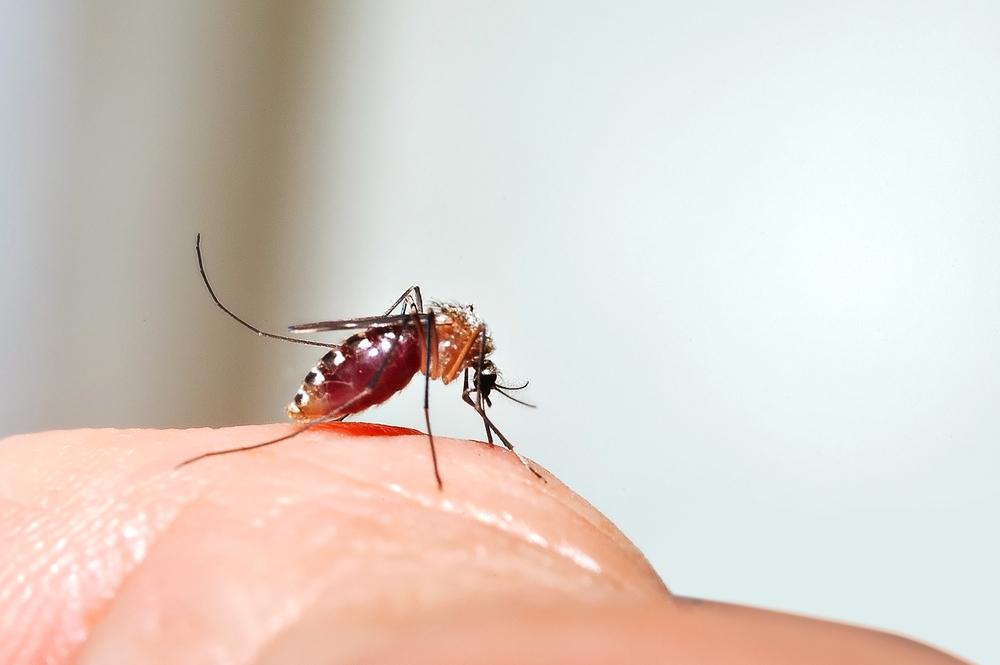 Moustique paludisme