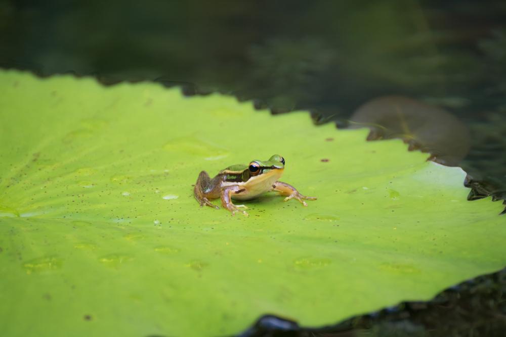 Les grenouilles Hydrophylax bahuvistara seraient une source précieuse de peptides antimicrobiens.