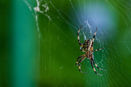 araignées insectes maladies