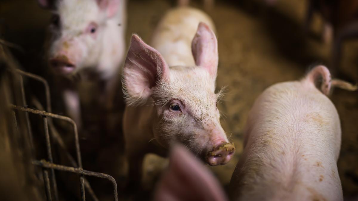 La marque Hénaff achète 400 000 porcs par an afin de produire saucisses et pâtés. 