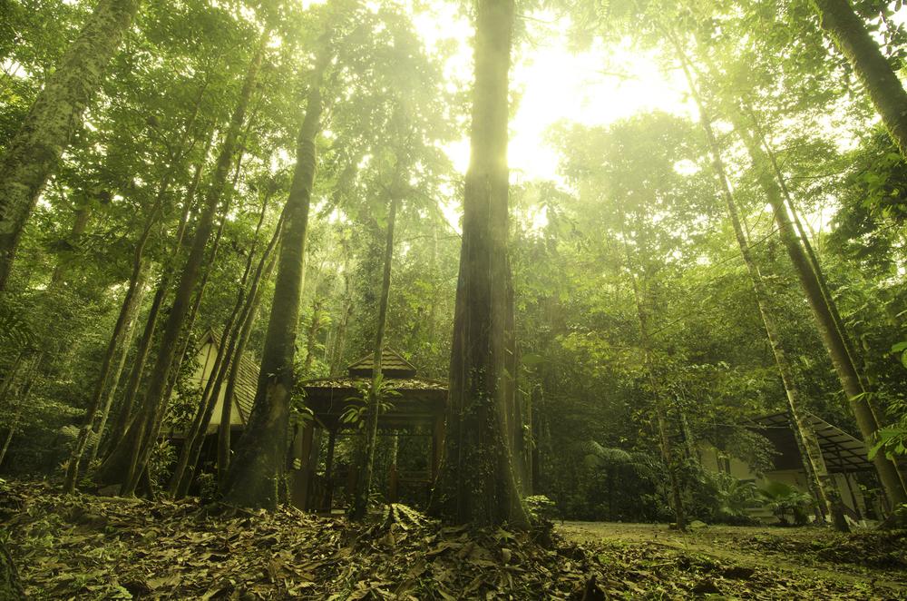 Forêt Bornéo