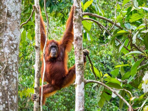un orang-outan tué puis mangé